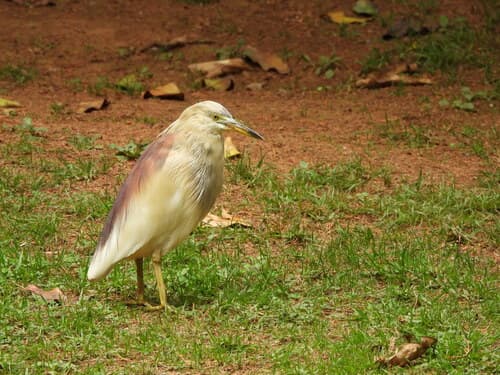 Indian Pond-Heron