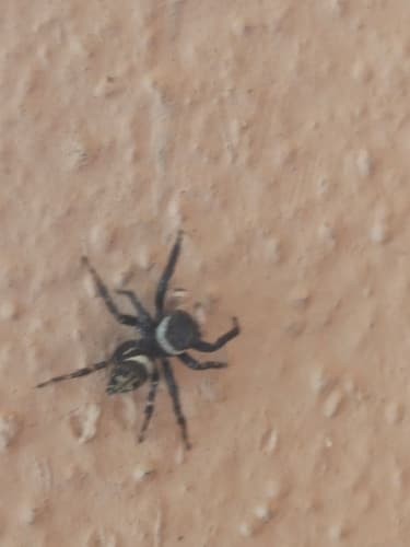Adanson's House Jumper