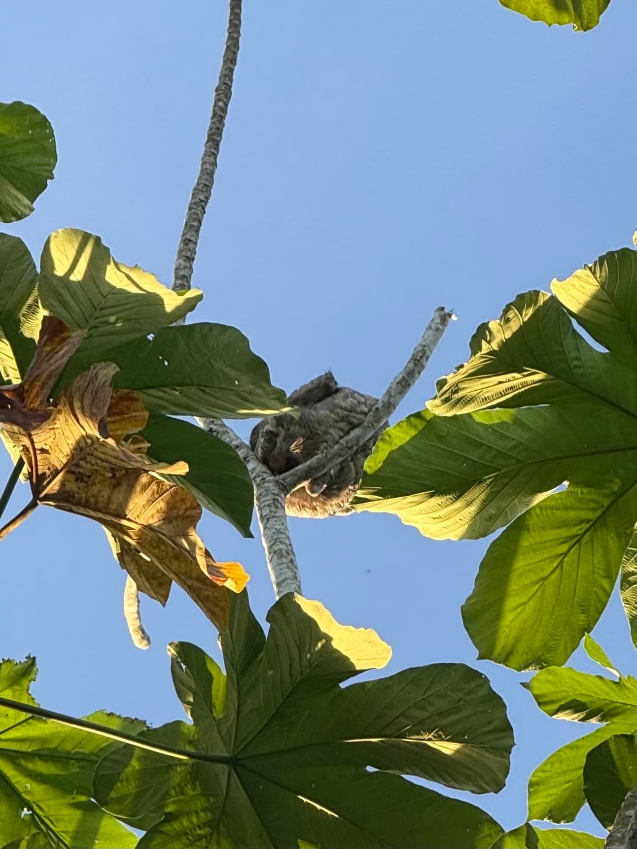Bolivian Three-toed Sloth