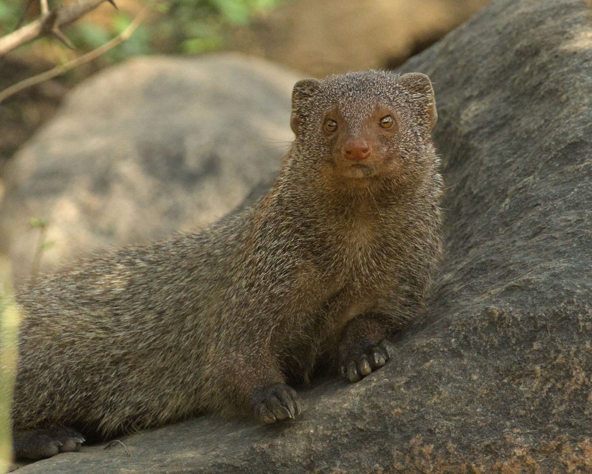Indian Gray Mongoose